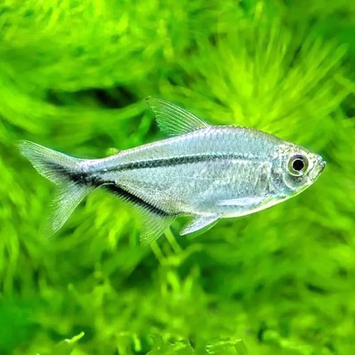 Moenkausia sanctaefilomenae - Red eye tetra